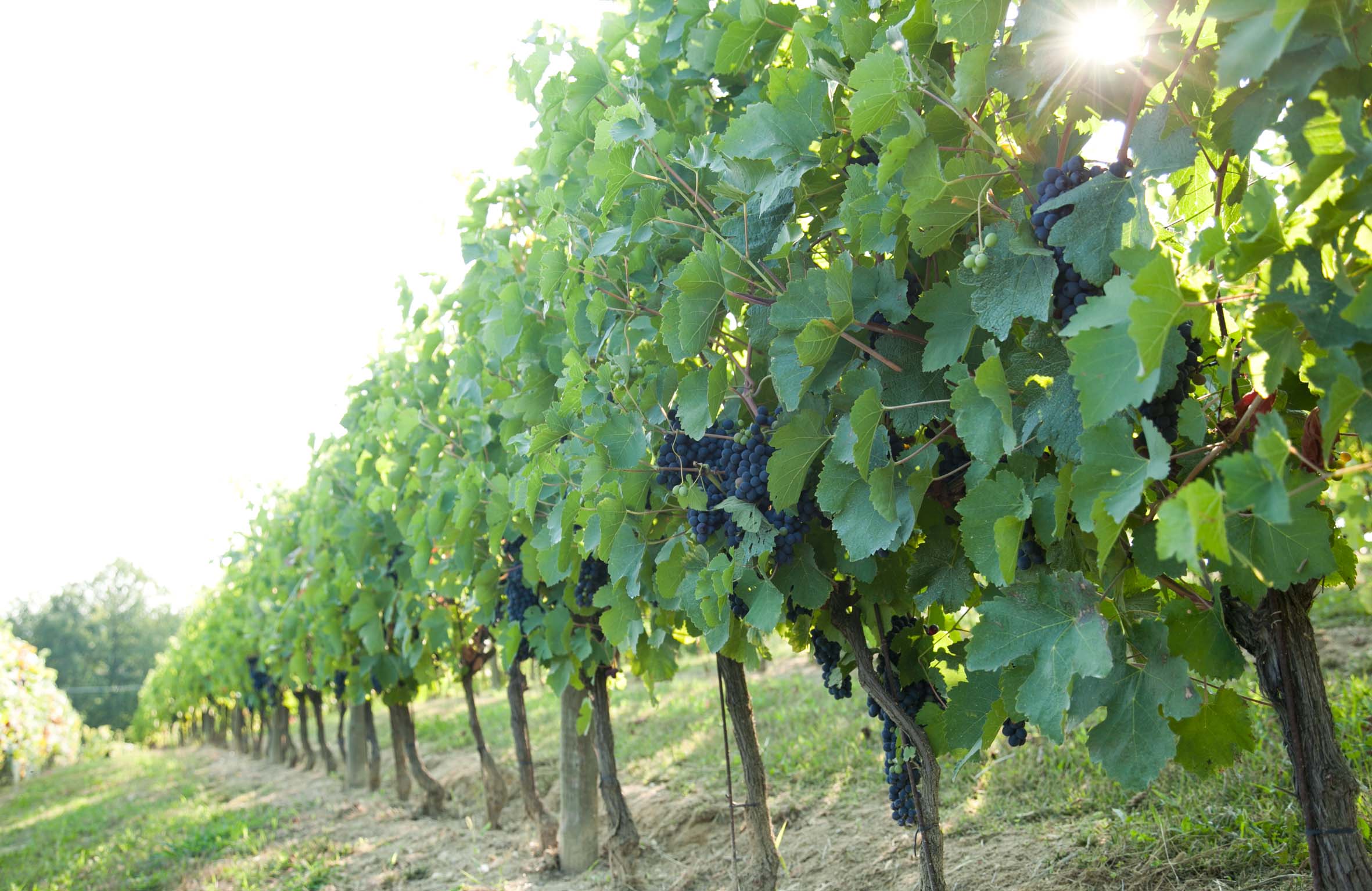Bric Del Vento vineyards – Monferrato, Piemonte