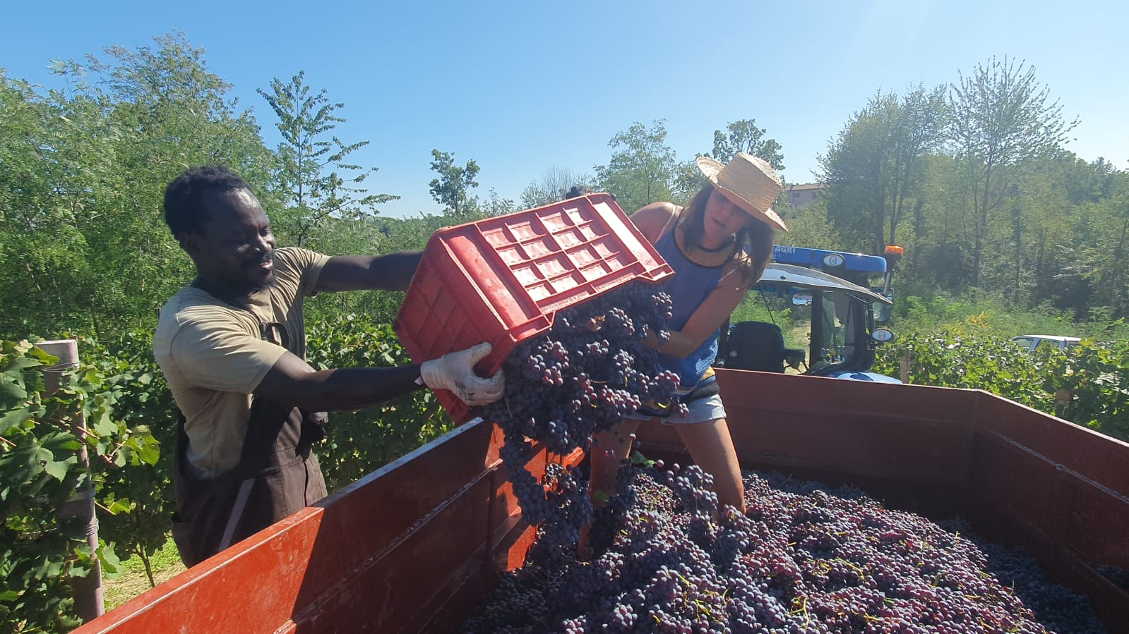 Grape harvest