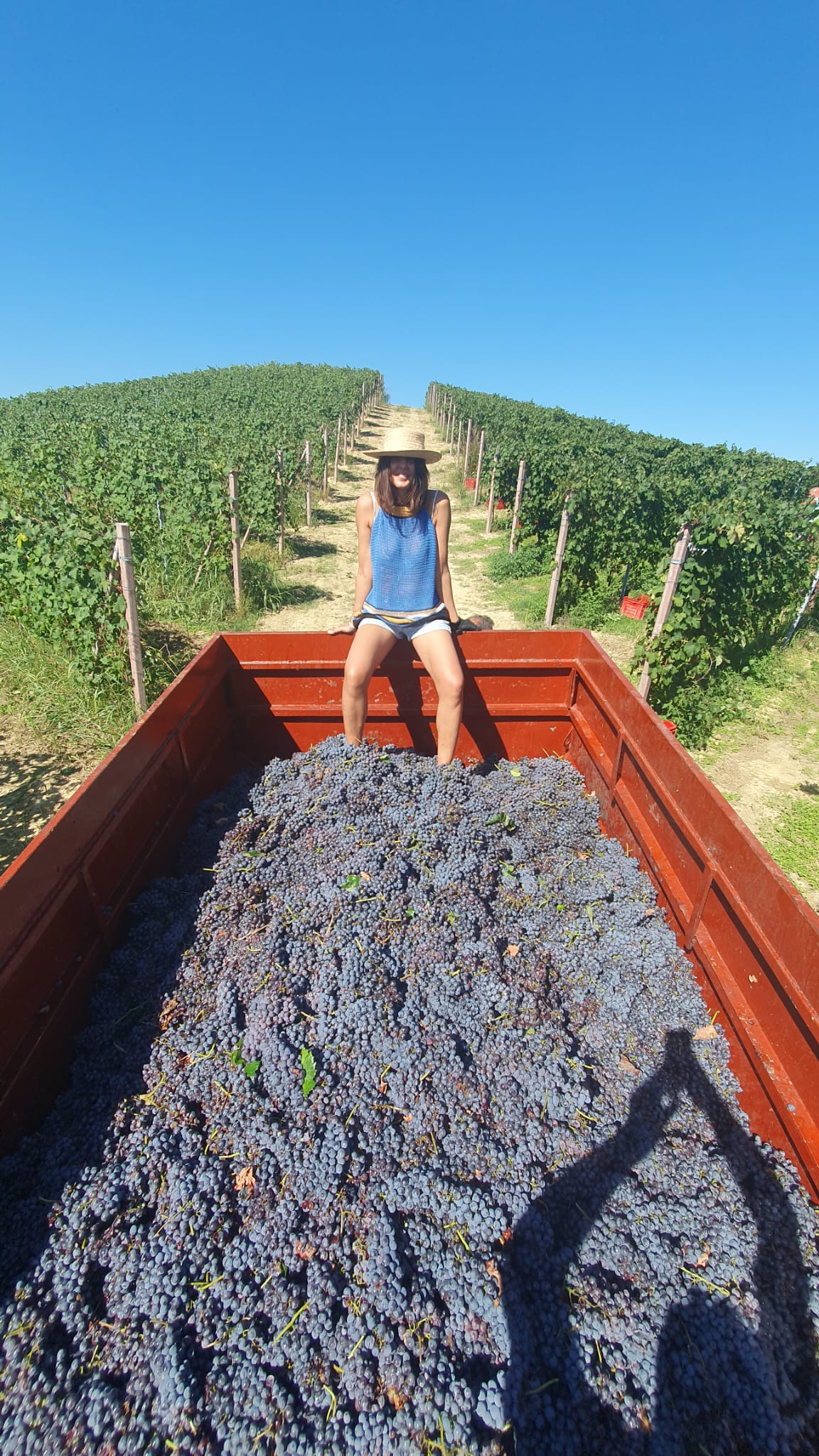 Grape harvest