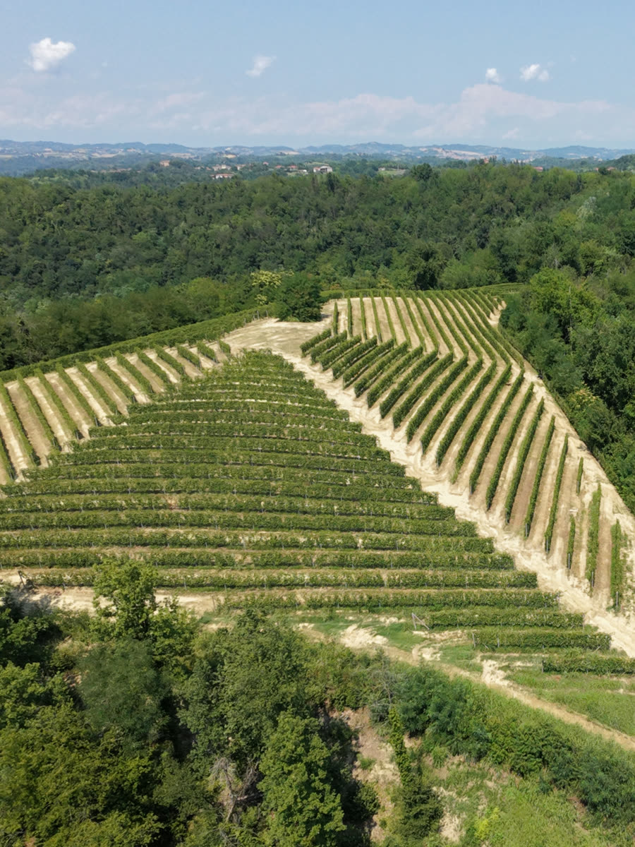 Rows of vines in the Bric del Vento vineyard